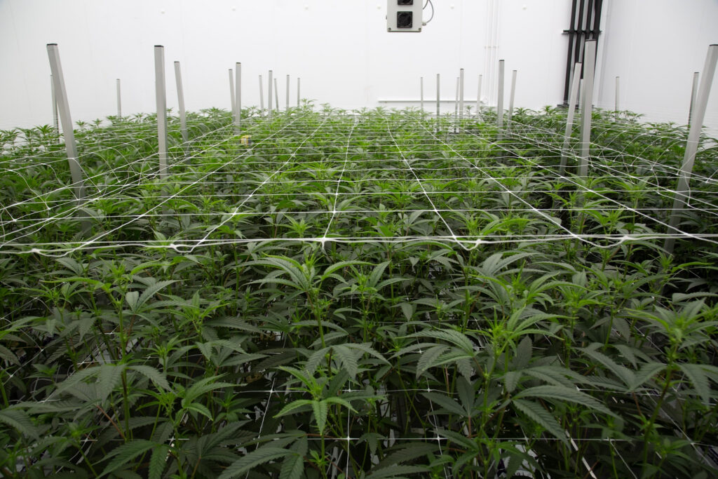 Craft Cannabis

